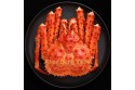 King Crab / 帝 王 蟹