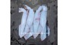 Squid / 苏 东