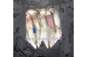 Frozen Whole Squid / 冷 冻 苏 东