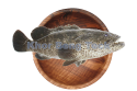 Grouper / 大 石 斑