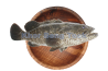 Grouper / 大 石 斑
