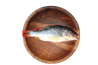 Farm Snapper / Jenahar Kolam