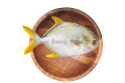 Bawal Emas / Silver Pomfret / 金 昌