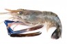 Fresh Water Prawn / 生虾