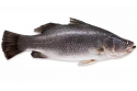 Barramundi / Seabass / Ikan Siakap
