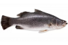 Barramundi / Seabass / Ikan Siakap