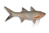 Ikan Kurau / Indian Threadfin / 顺 丰 鱼