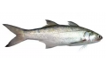 Ikan Senangin / Threadfin / 马友鱼