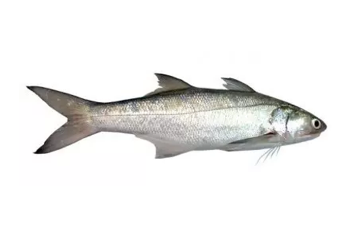 Ikan Senangin / Threadfin / 马友鱼