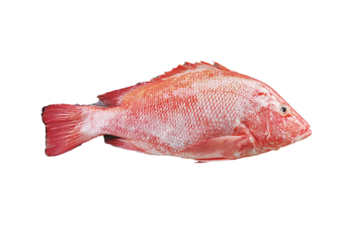 Ikan Merah / Red Snapper  / 红 鱼