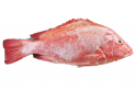 Farm Red Snapper/ Ikan Merah Kolam / 红 鱼