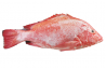 Farm Red Snapper/ Ikan Merah Kolam / 红 鱼