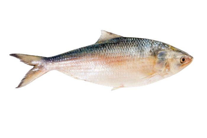 Ikan Terubuk / Toli Shad / 刺壳鱼