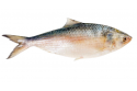 Ikan Terubuk / Toli Shad / 刺壳鱼