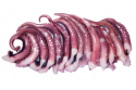 Squid / 苏 东
