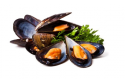 Black Mussel / 黑蚝