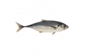 TORPEDO SCAD FISH / IKAN CENCARU/铁 尾 鱼