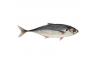 TORPEDO SCAD FISH / IKAN CENCARU/铁 尾 鱼