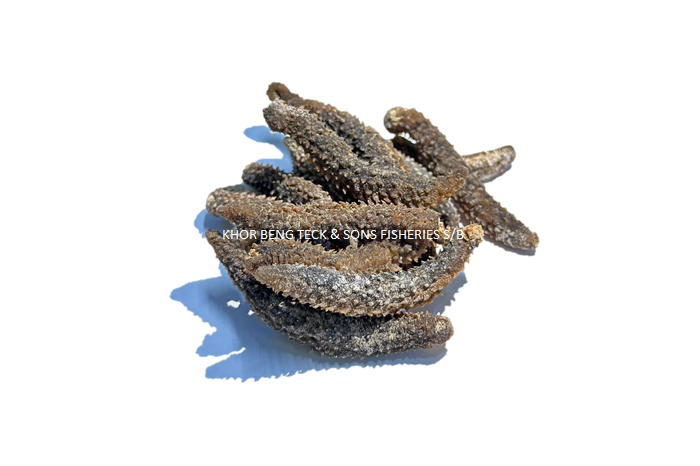 DRIED SEA CUCUMBER / 海参