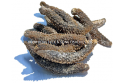 Dried Sea Cucumber