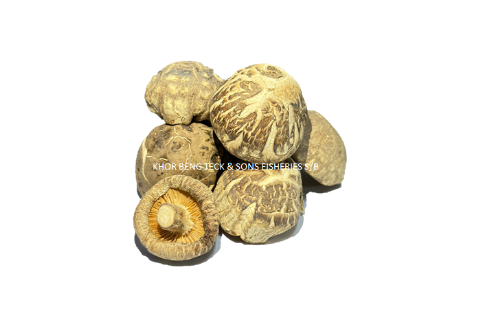 MUSHROOM / CENDAWAN / 香菇