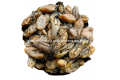 DRIED SCALLOP / 干贝
