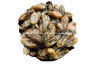 Dried Oyster