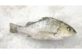 WHITE SNAPPER / JENAHAR PUTIH/ 白 皂