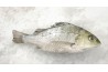 WHITE SNAPPER / JENAHAR PUTIH/ 白 皂