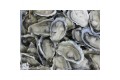 Fresh Oysters / 生蠔