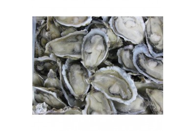 Fresh Oysters / 生蠔