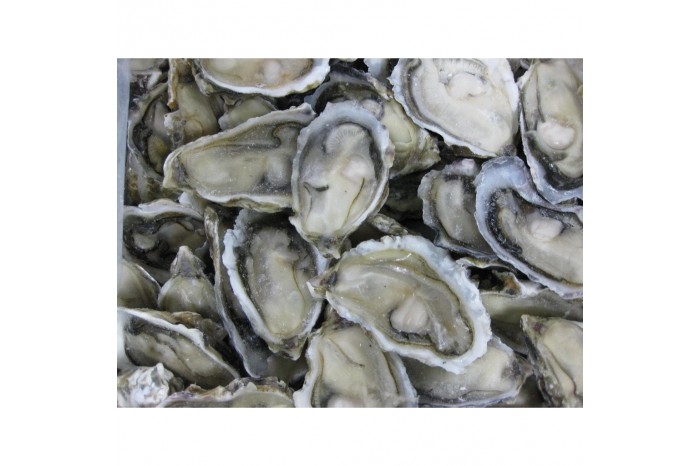 Fresh Oysters / 生蠔