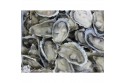 Fresh Oysters / 生蠔