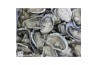 Frozen Half Shell Oysters / 生蠔