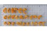 Dried Shrimps (Premium Jumbo)