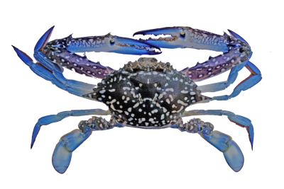 Flower Crab / 花 蟹