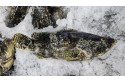 Kerapu Harimau / Tiger Grouper / 龙虎斑