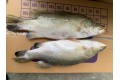 Barramundi / Seabass / Ikan Siakap