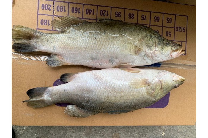 Barramundi / Seabass / Ikan Siakap