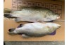 Barramundi / Seabass / Ikan Siakap