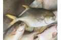 Silver Pomfret / 金 昌