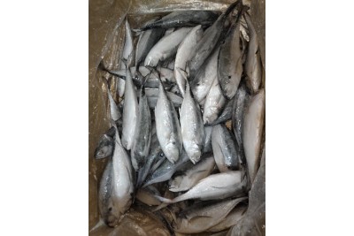 Siakap / 食 甲
