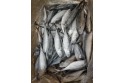 TORPEDO SCAD FISH / IKAN CENCARU/铁 尾 鱼