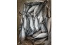 TORPEDO SCAD FISH / IKAN CENCARU/铁 尾 鱼