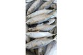 Ikan Kembung / Indian Mackerel Fish /甘榜鱼