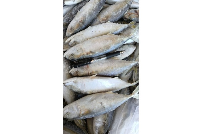 Ikan Kembung / Indian Mackerel Fish /甘榜鱼