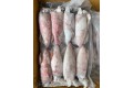 Frozen Whole Squid / 冷 冻 苏 东