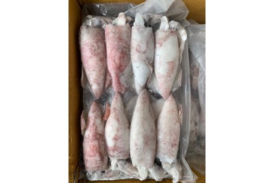 Frozen Whole Squid / 冷 冻 苏 东