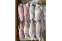Frozen Whole Squid / 冷 冻 苏 东