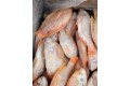 Tilapia / 非 洲 鱼